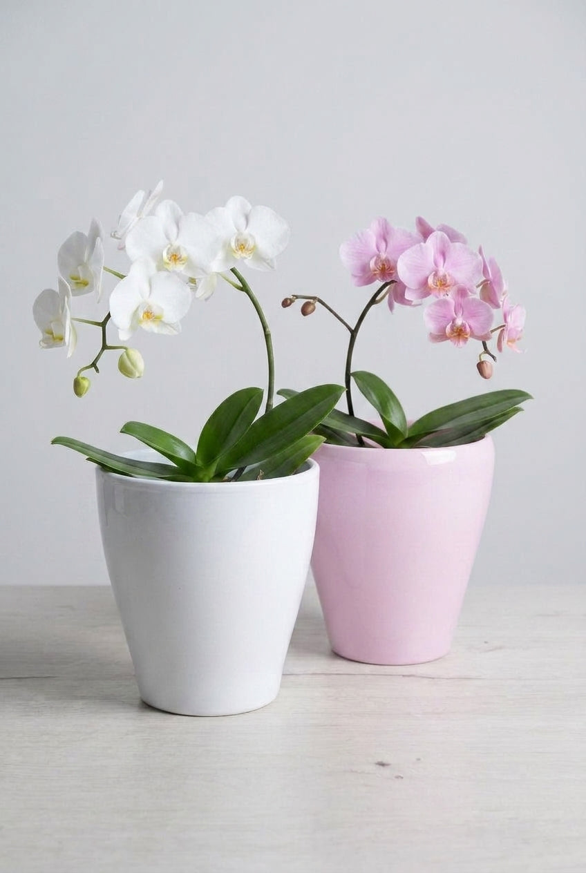Cubremacetas Boule para orquídea con acabado liso y estilo elegante.  