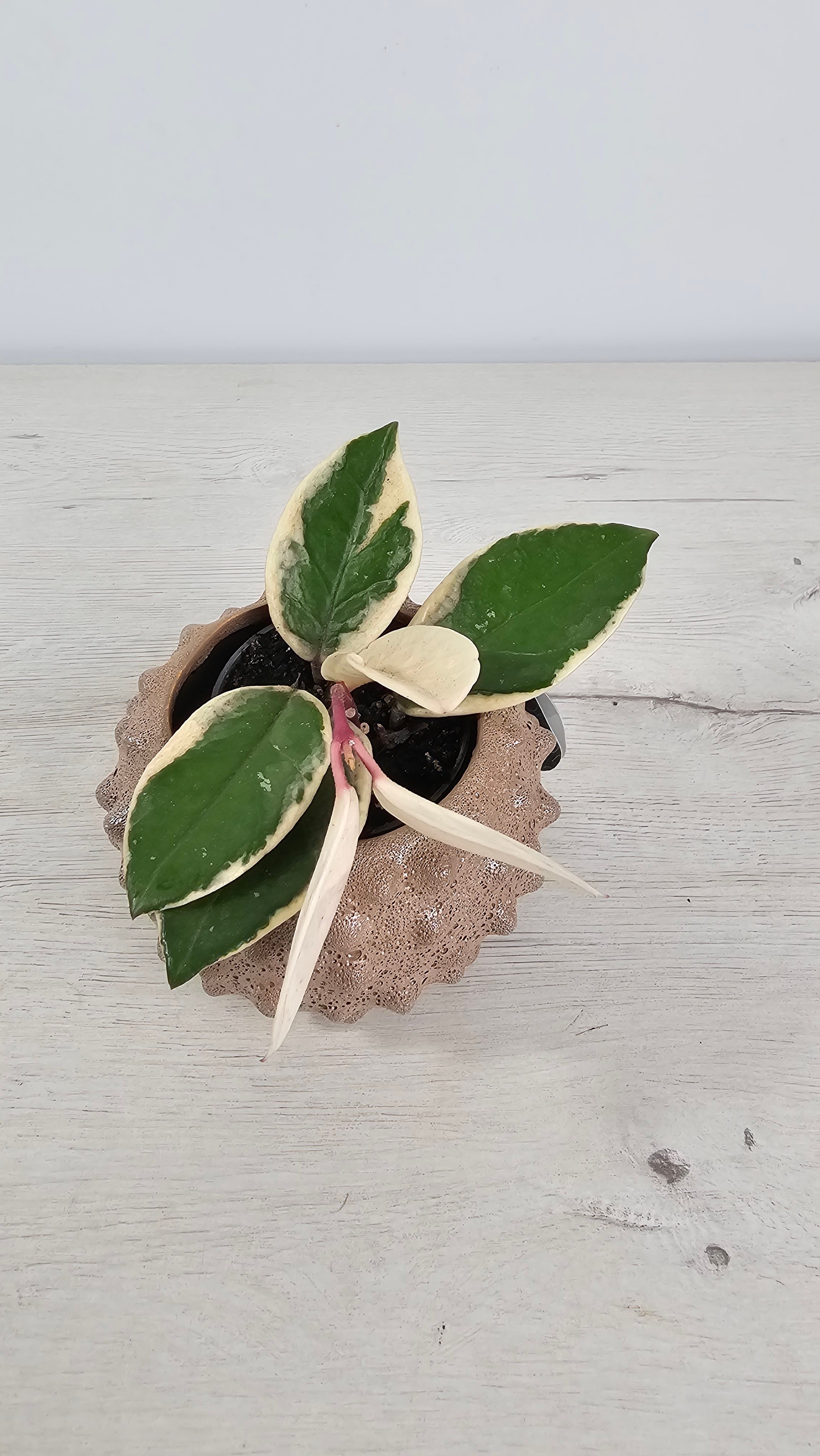Brote nuevo rosado de Hoya carnosa ‘Tricolor’ con variegación marcada.  