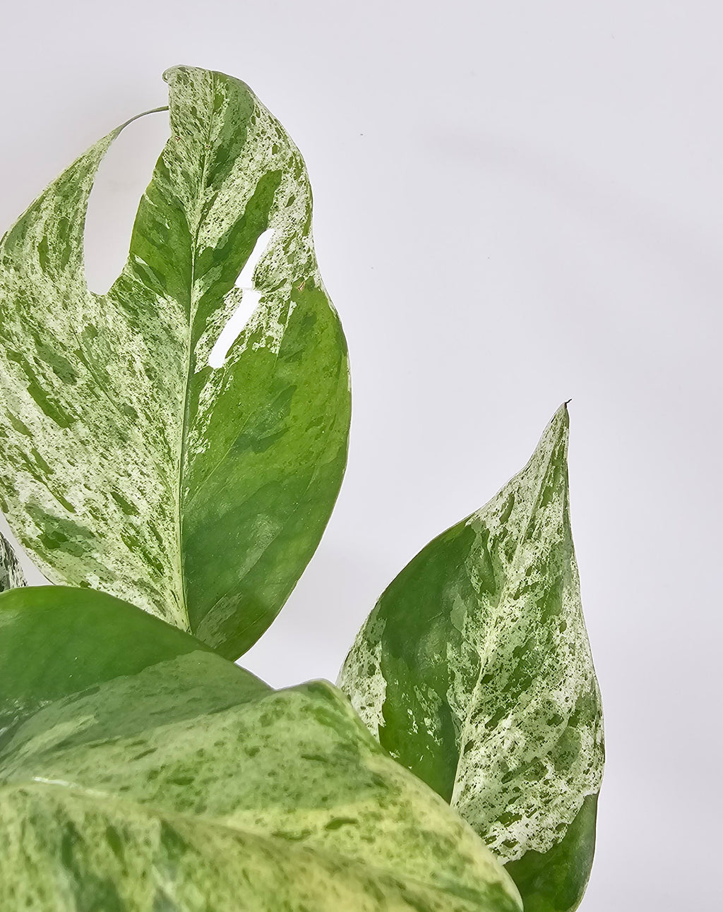 Detalle de hoja de Epipremnum pinnatum "Marble-Variegata" con variegación blanca y crema