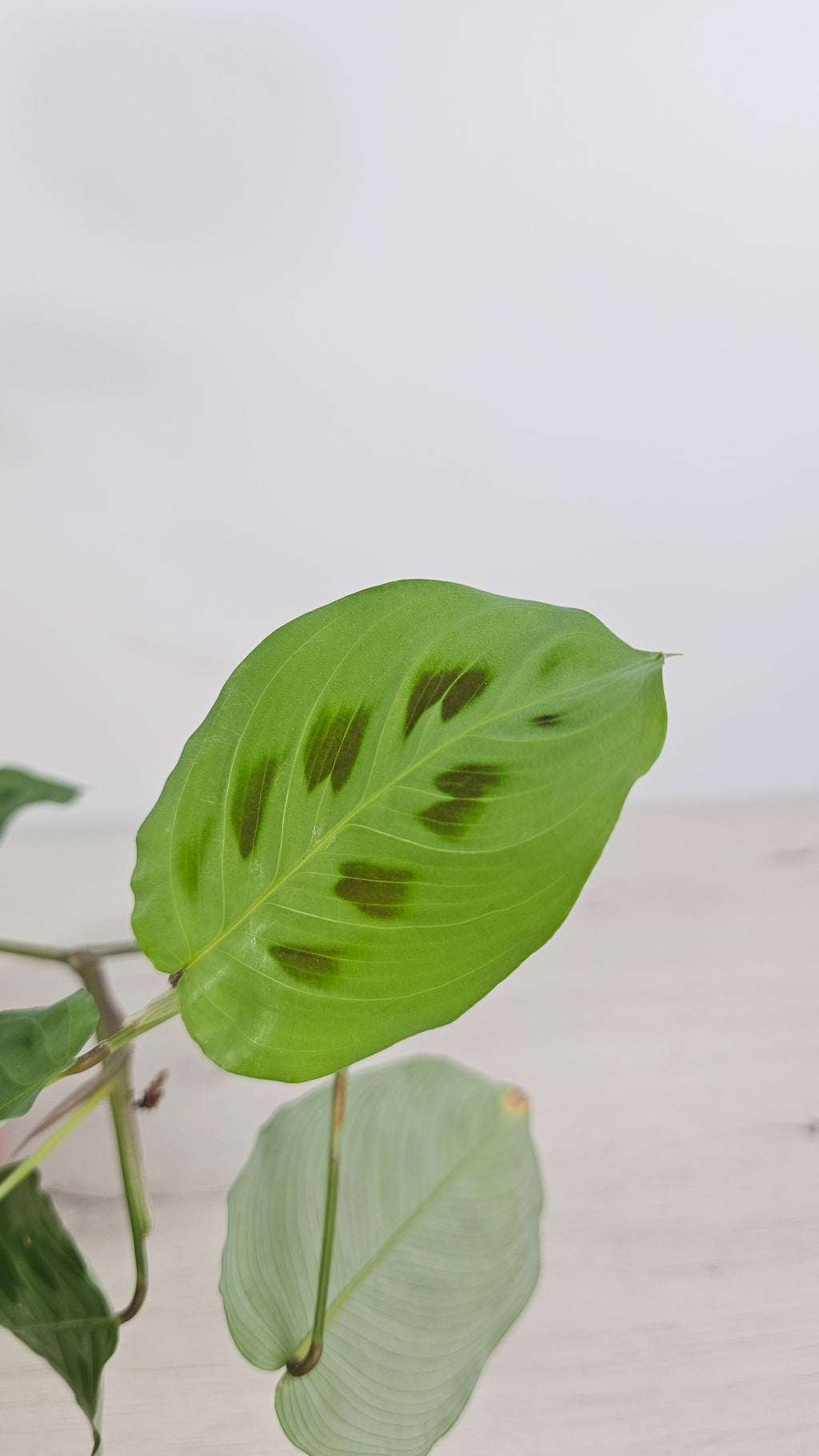 Detalle de la hoja de maranta kerchoveana, patrón natural y elegante.  