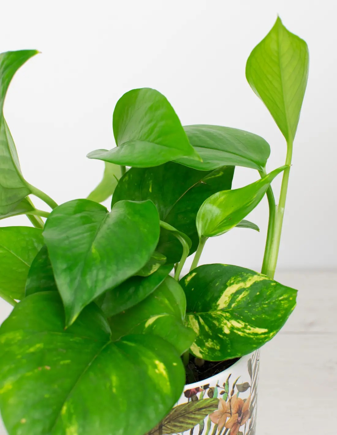 Detalle de las hojas marmoladas del pothos Marble Queen con variegación blanca.