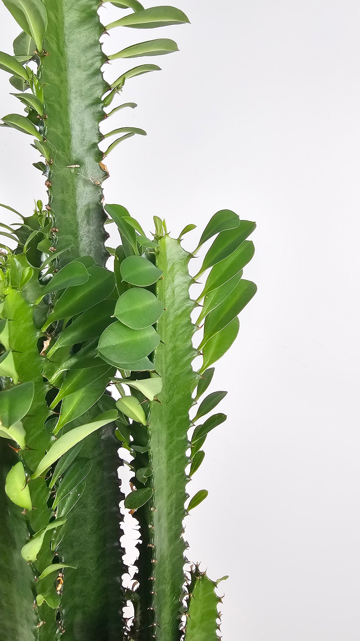 Detalle de los tallos triangulares y pequeñas espinas de la Euphorbia trigona.
