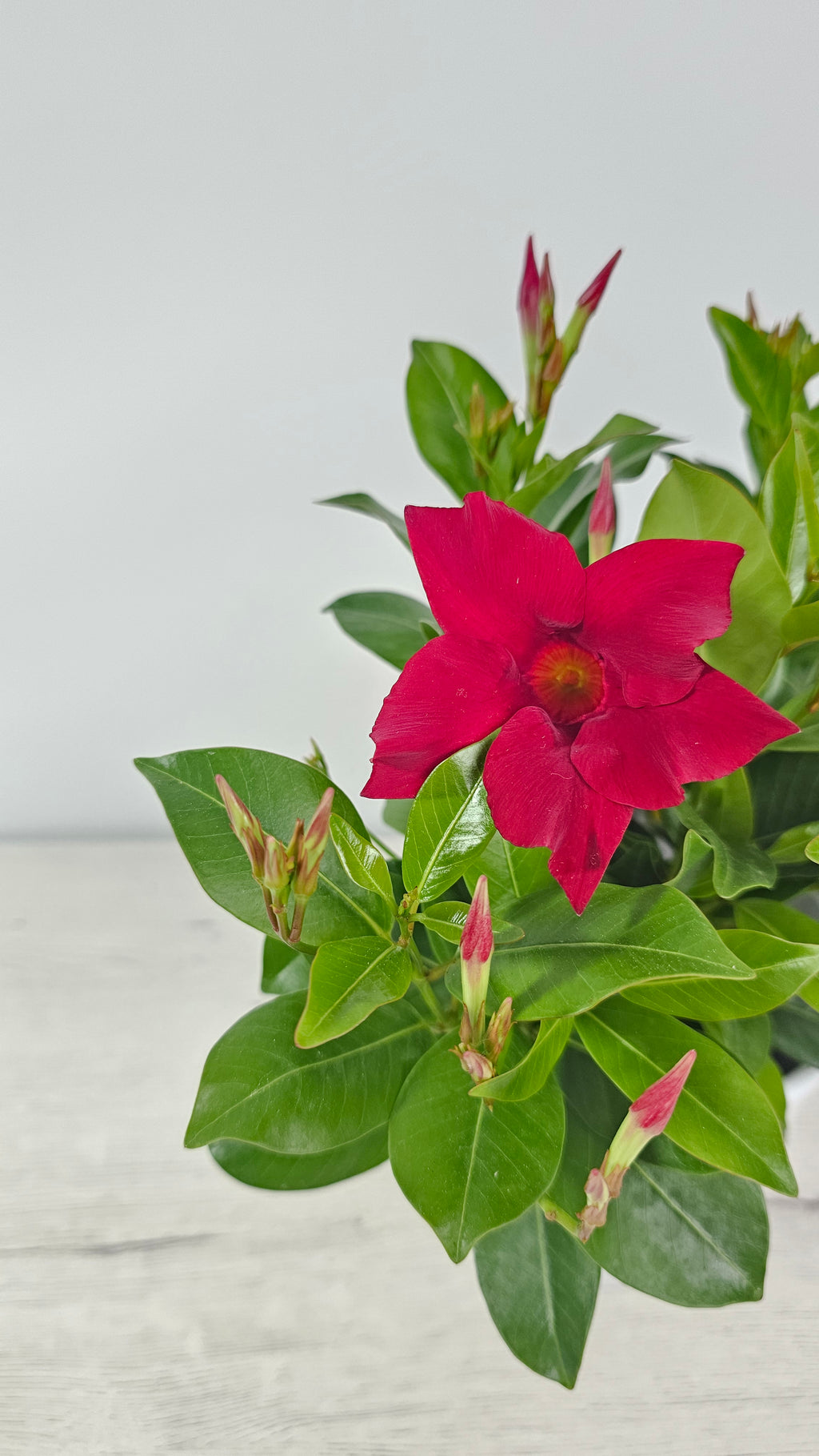 Diplademia guiada en celosía, trepadora decorativa para jardín urbano, patio o terraza.