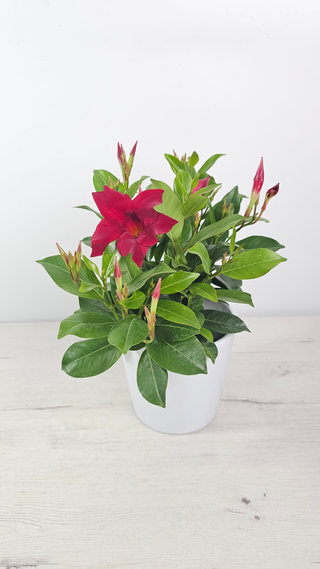 Diplademia (Mandevilla) trepadora en maceta con flores en forma de trompeta, ideal para terraza.