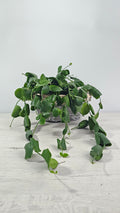 Dischidia platyphylla colgante con hojas superpuestas en forma de teja.  