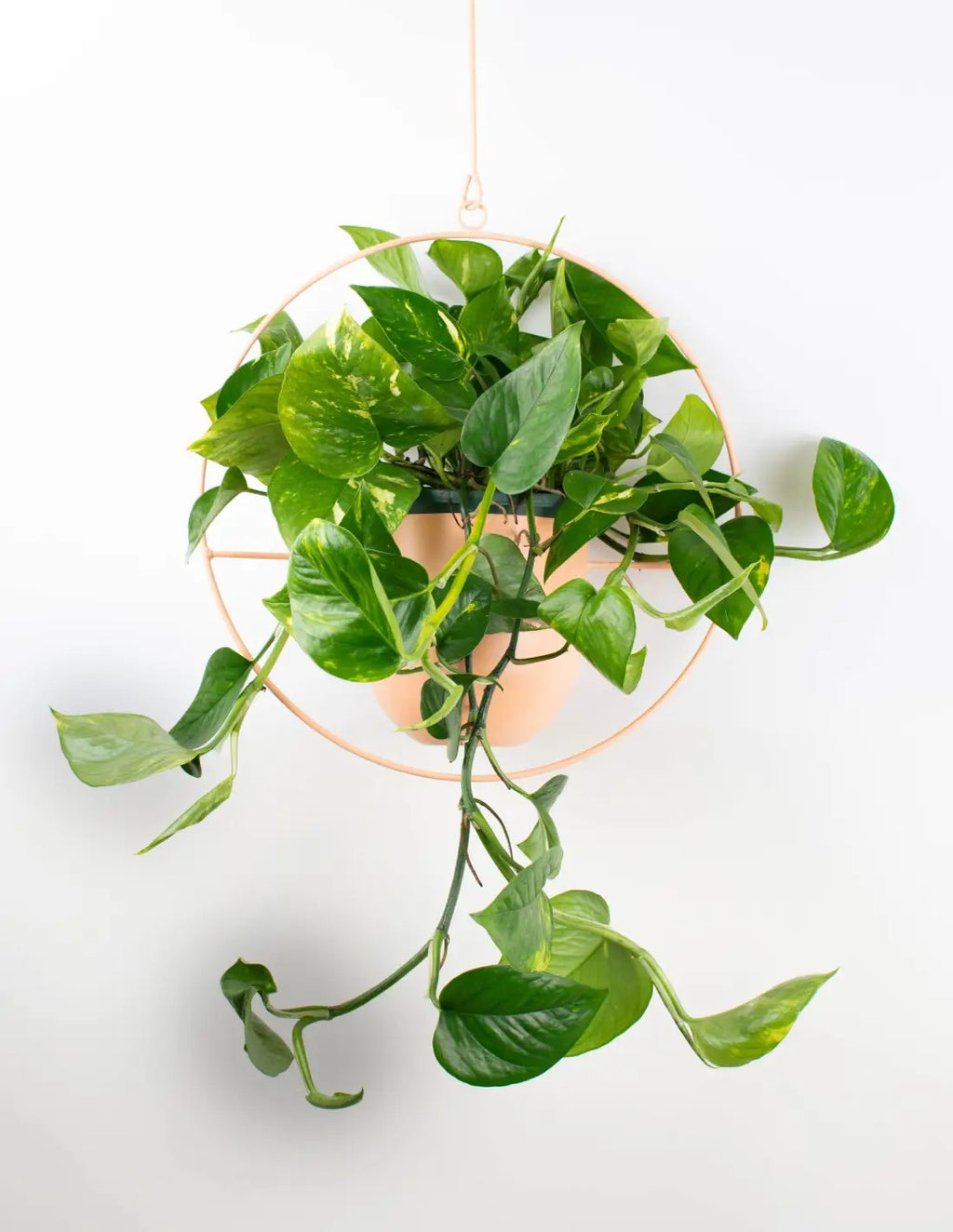 Epipremnum Marble Queen (pothos) con hojas variegadas blanco y verde, ideal para interior.