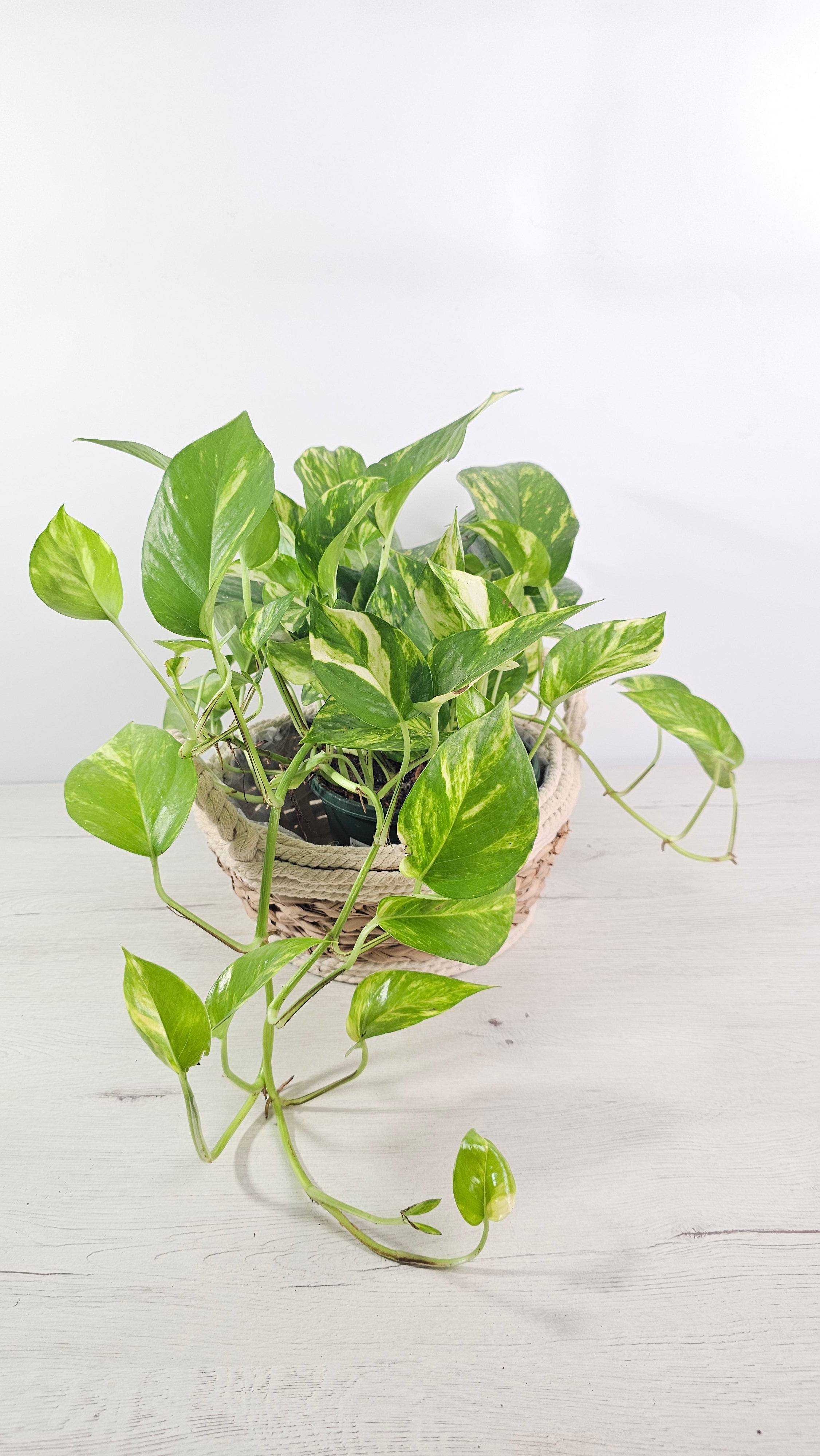 Epipremnum Marble Queen en maceta, con porte colgante y hojas moteadas.