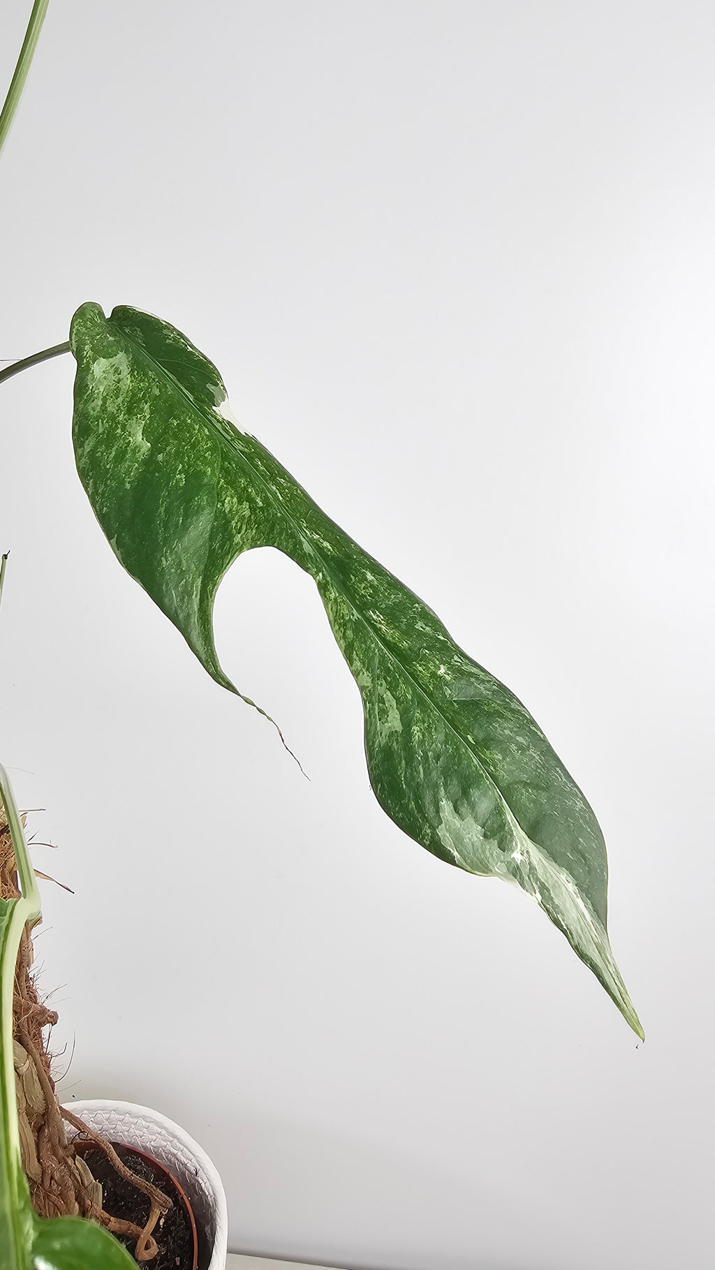 EPIPREMNUM PINNATUM 'Albo VARIEGATA' - PLANTA EXCLUSIVA