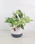 pipremnum pinnatum "Marble-Variegata" con hojas variegadas crema en interior
