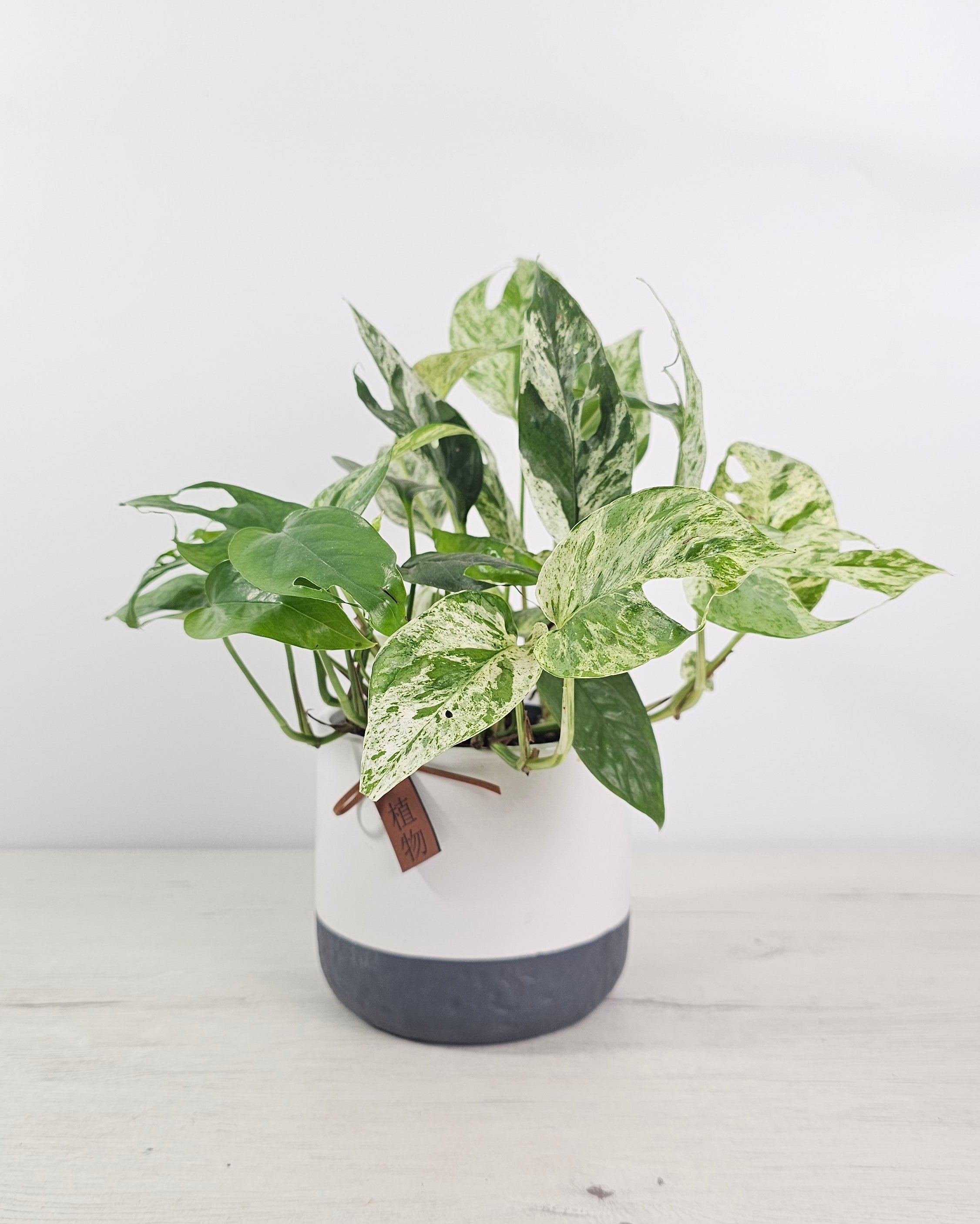 pipremnum pinnatum "Marble-Variegata" con hojas variegadas crema en interior