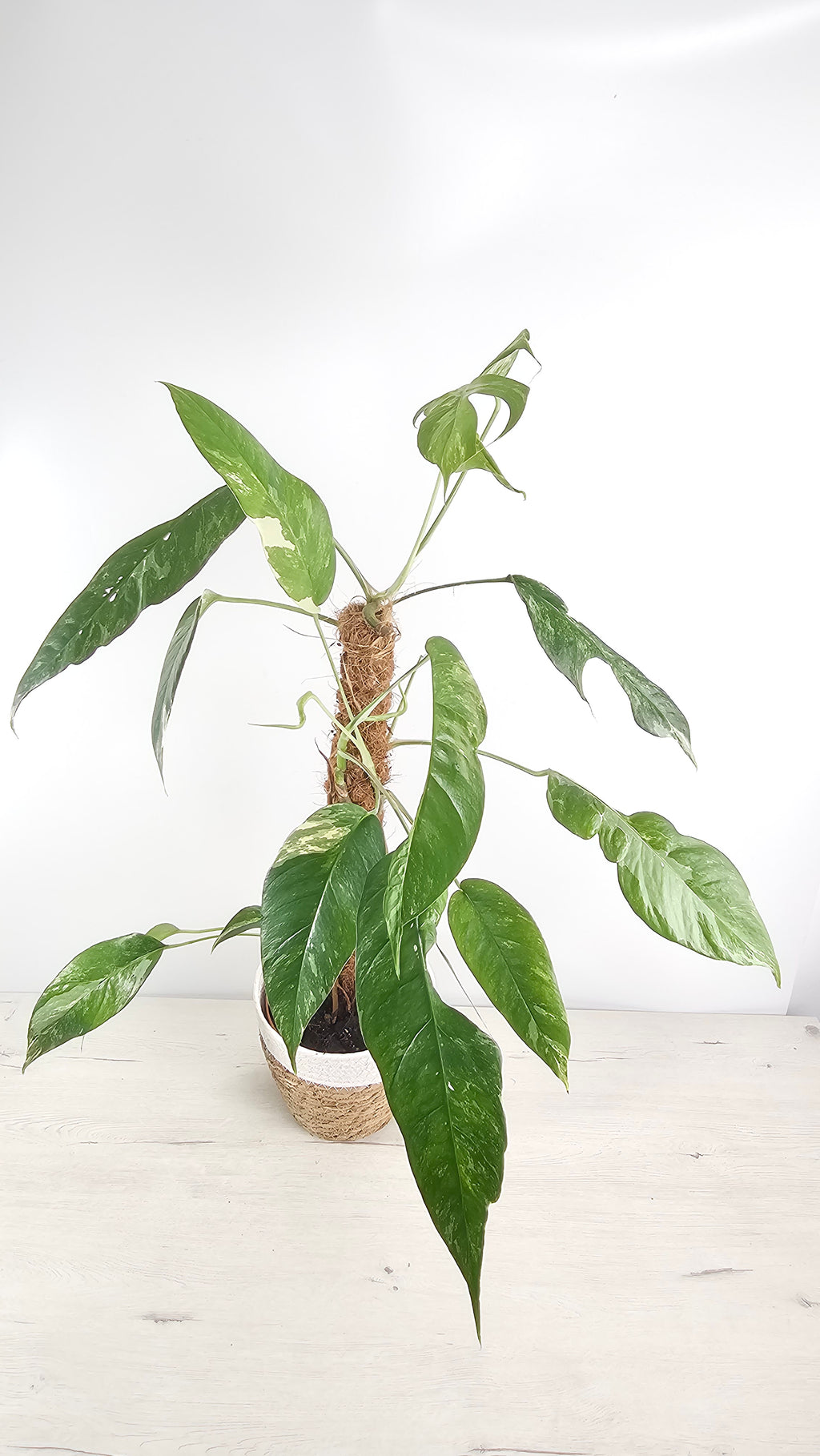 EPIPREMNUM PINNATUM 'Albo VARIEGATA' - FOLLAJE IMPRESIONANTE