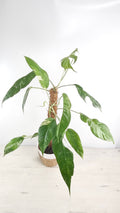 EPIPREMNUM PINNATUM 'Albo VARIEGATA' - FOLLAJE IMPRESIONANTE