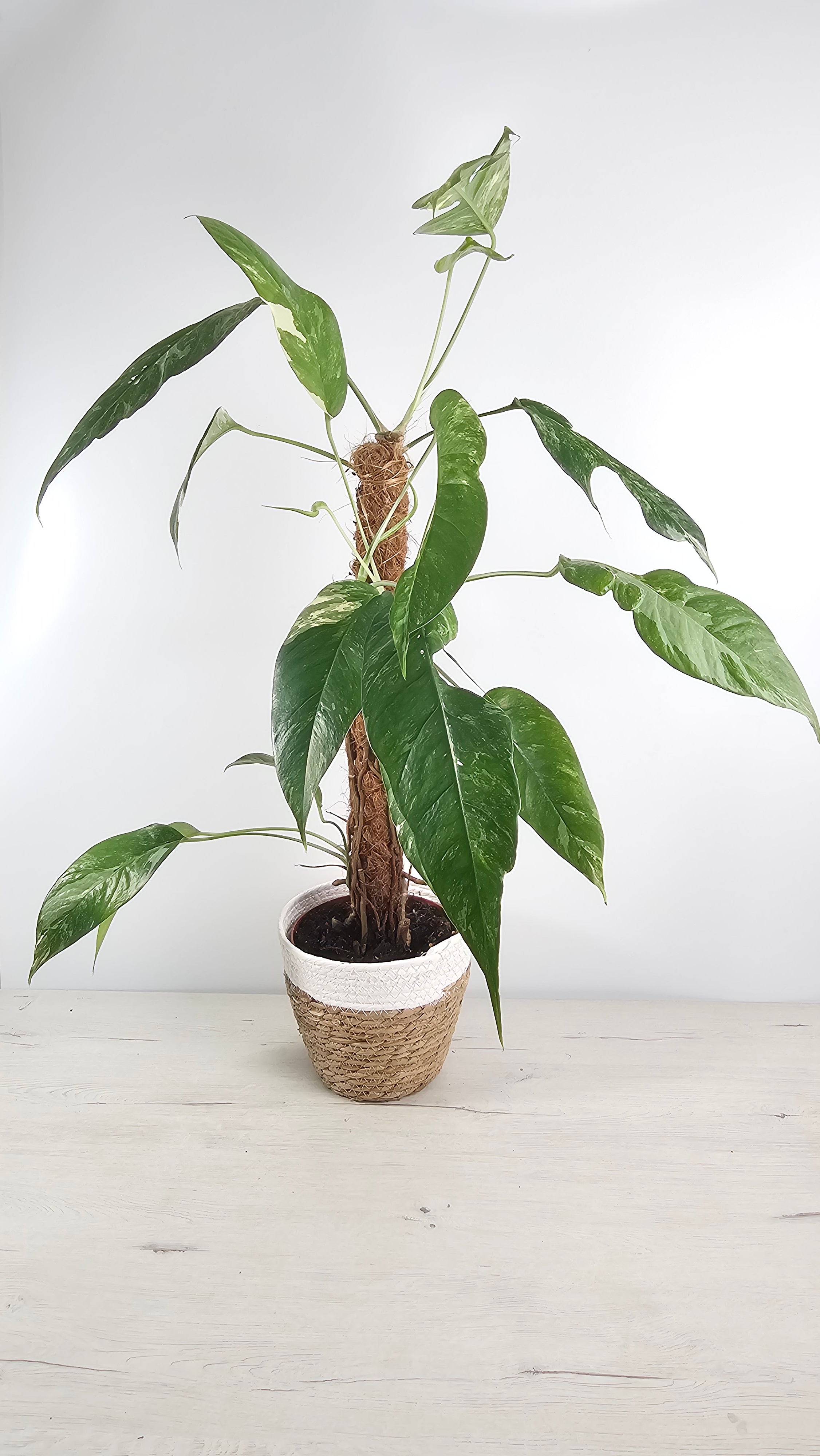 epipremnum pinnatum variegata planta de colección