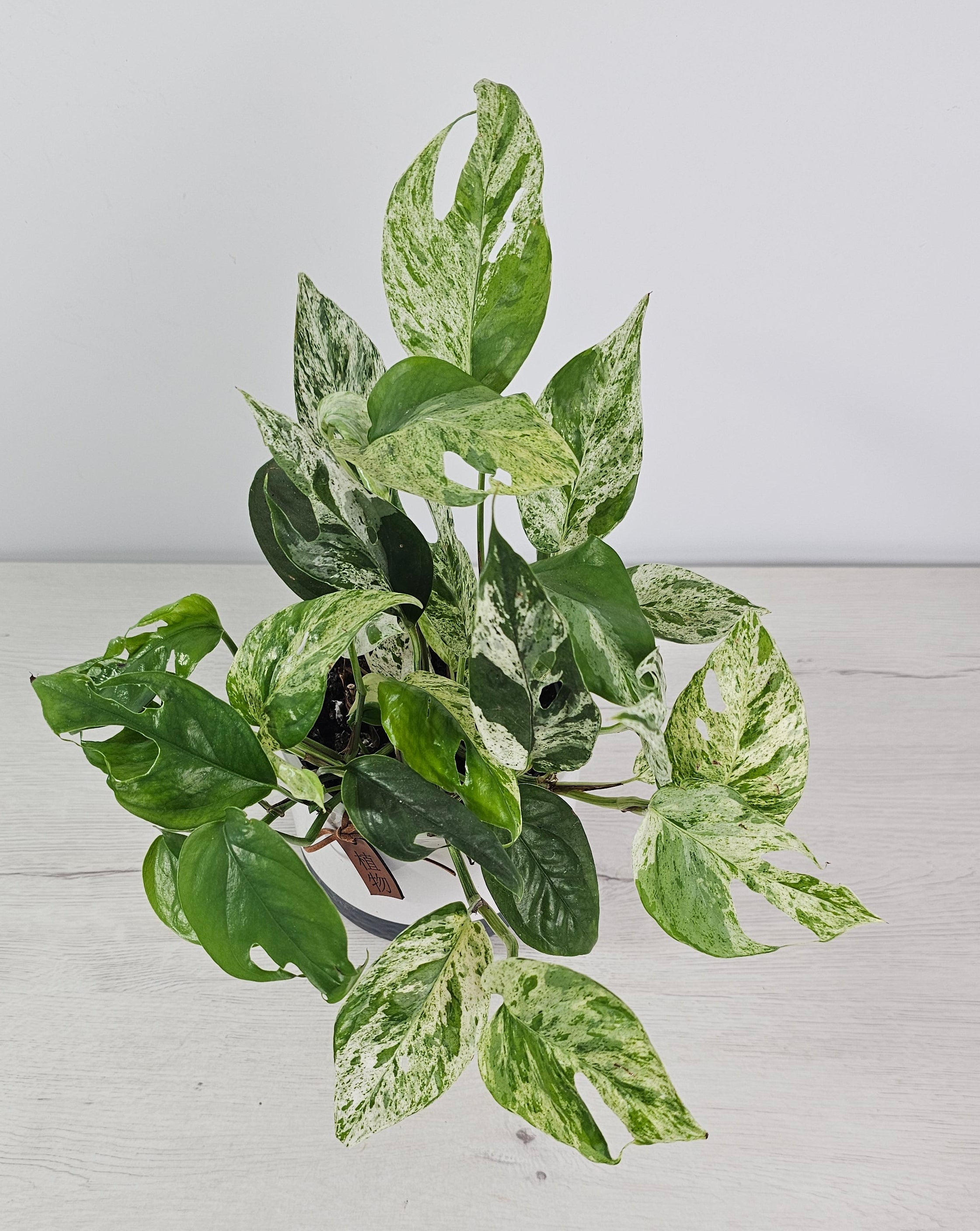 Epipremnum variegata como planta colgante de interior con crecimiento abundante