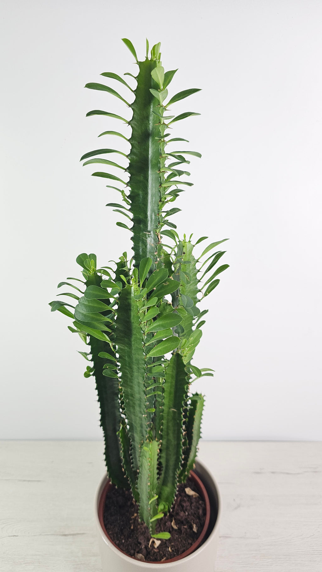 Euphorbia trigona como planta decorativa en un espacio moderno y minimalista, fácil de cuidar.
