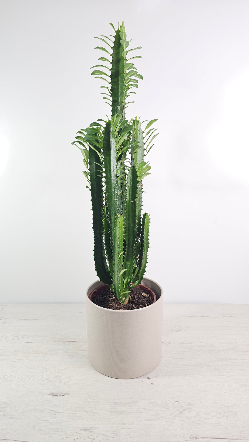Euphorbia trigona (cactus africano) en interior, con porte vertical y tallos verdes.