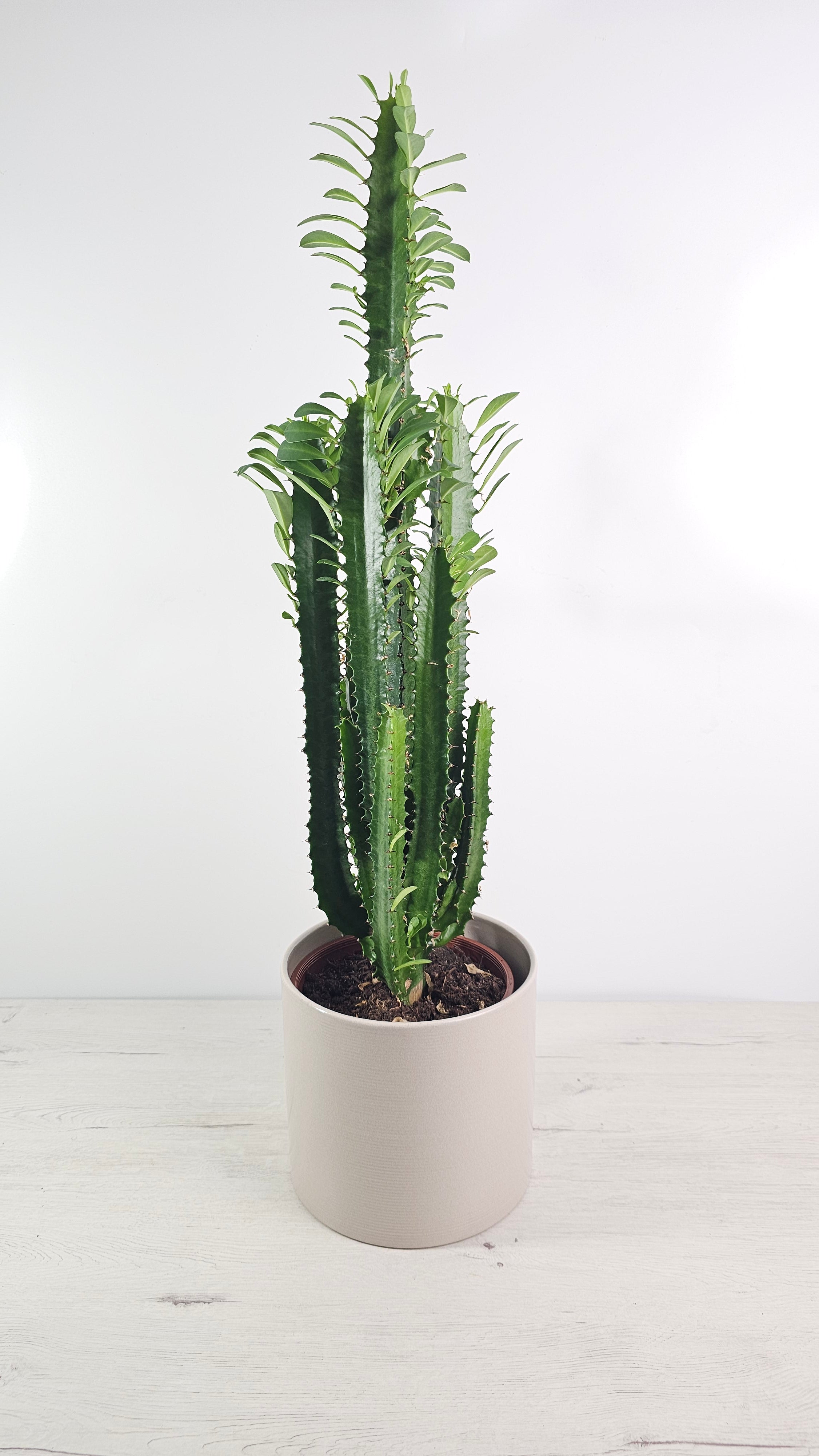 Euphorbia trigona (cactus africano) en interior, con porte vertical y tallos verdes.