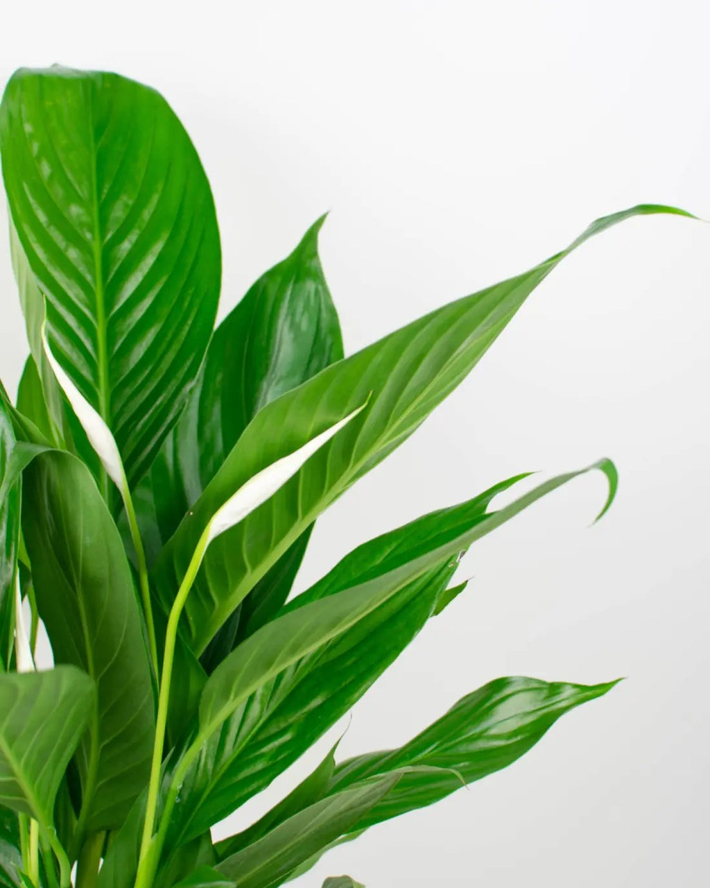 Spathiphyllum - Lirio de la paz