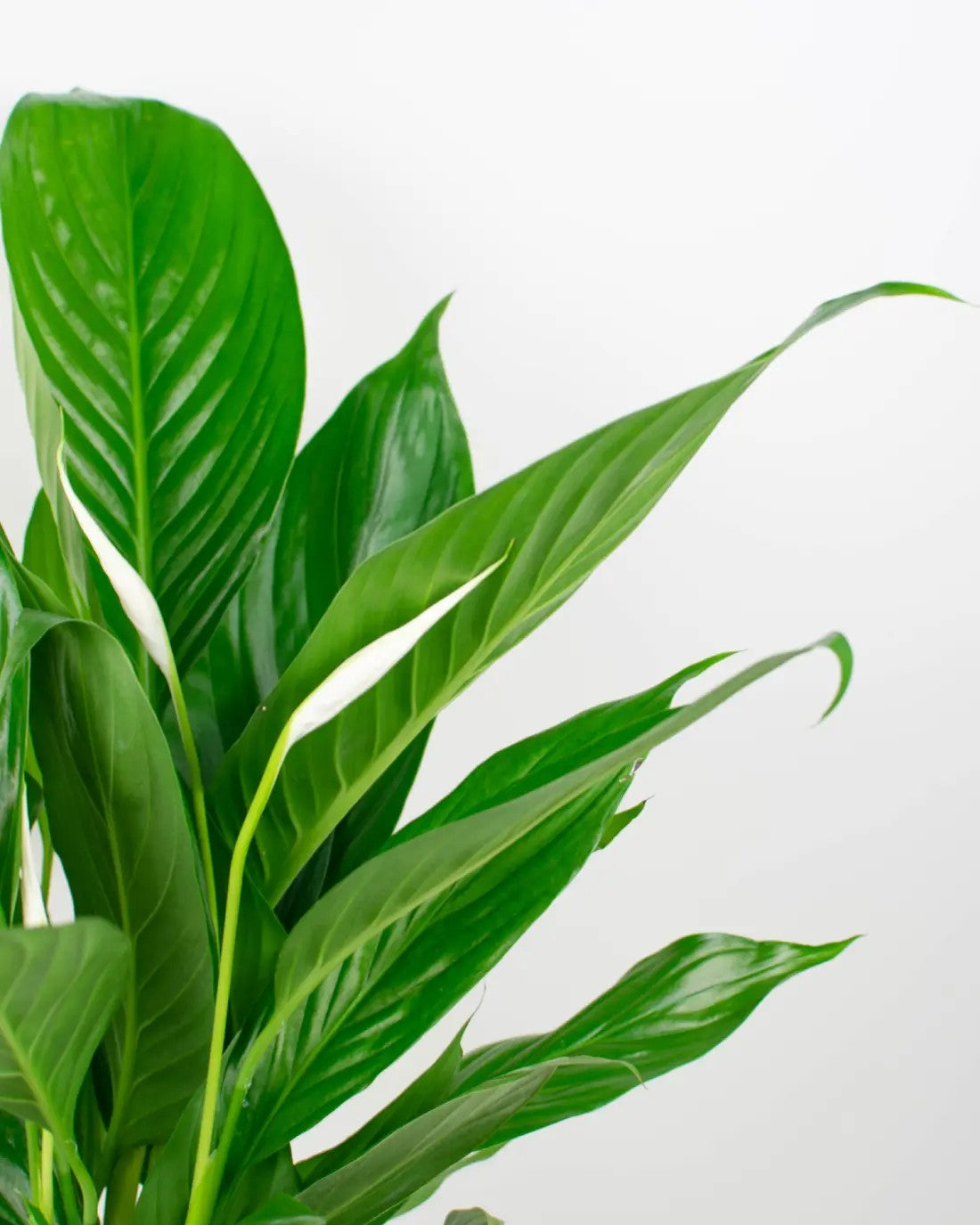 Spathiphyllum - Lirio de la paz