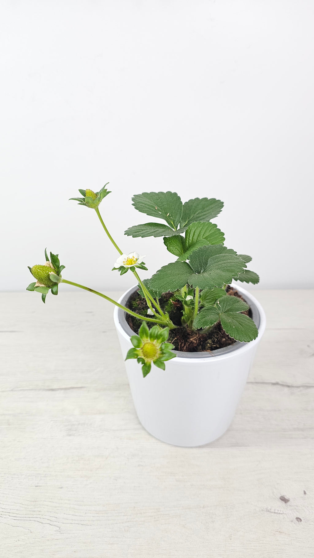 Fresón (Fragaria × ananassa) planta de fresa para maceta con hojas verdes y porte compacto