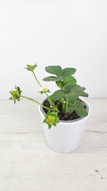 Fresón (Fragaria × ananassa) planta de fresa para maceta con hojas verdes y porte compacto
