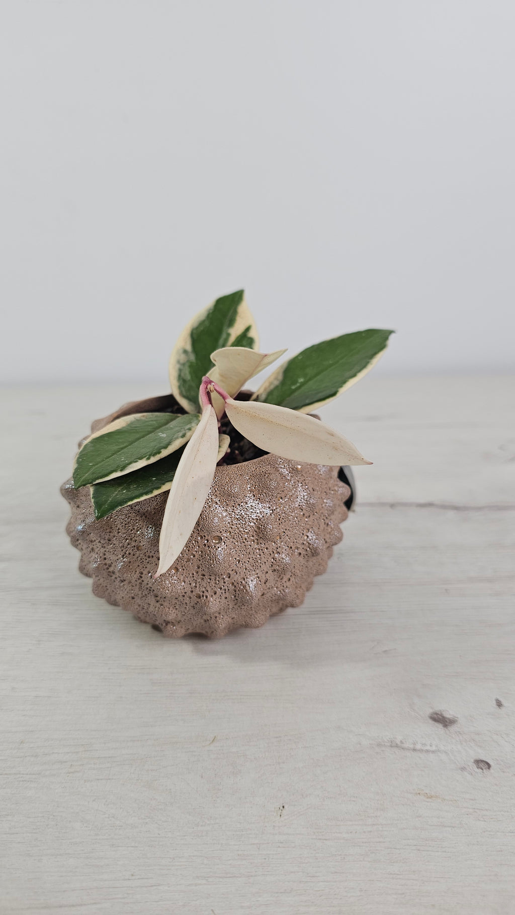 Hoya carnosa ‘Tricolor’ con hojas variegadas en verde, crema y rosa.  