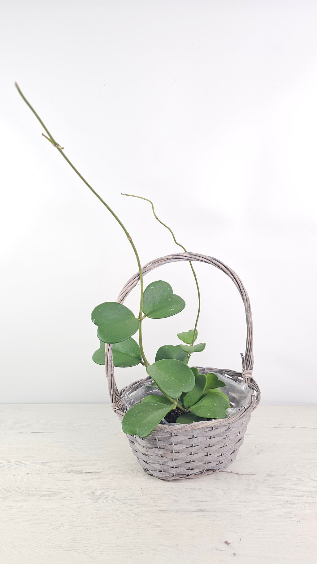HOYA KERRI - LA BELLEZA EXÓTICA QUE TU HOGAR NECESITA