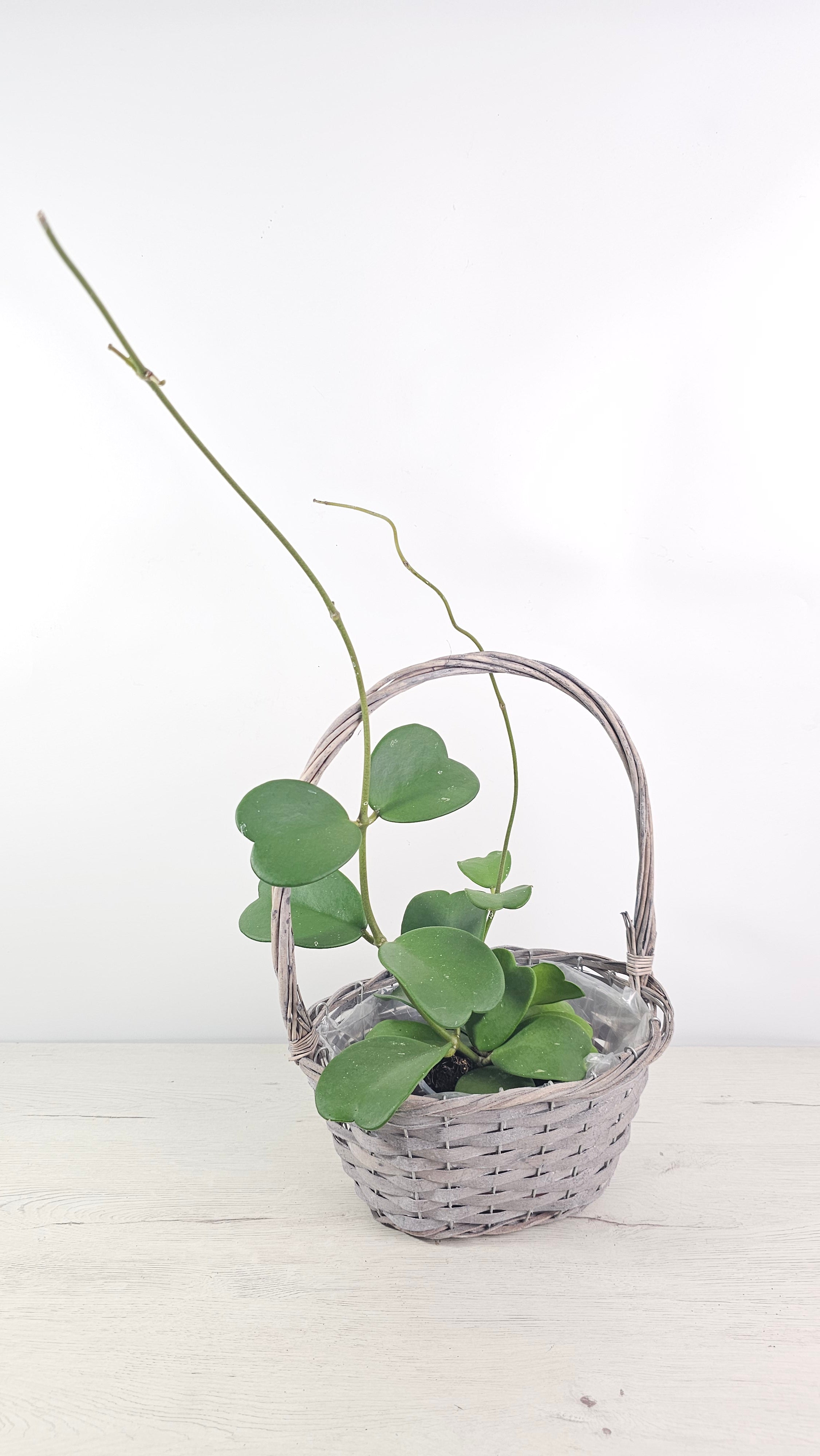HOYA KERRI - LA BELLEZA EXÓTICA QUE TU HOGAR NECESITA