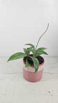 Hoya pubicalyx ‘Silver Spot’ con hojas verdes moteadas con manchas plateadas.