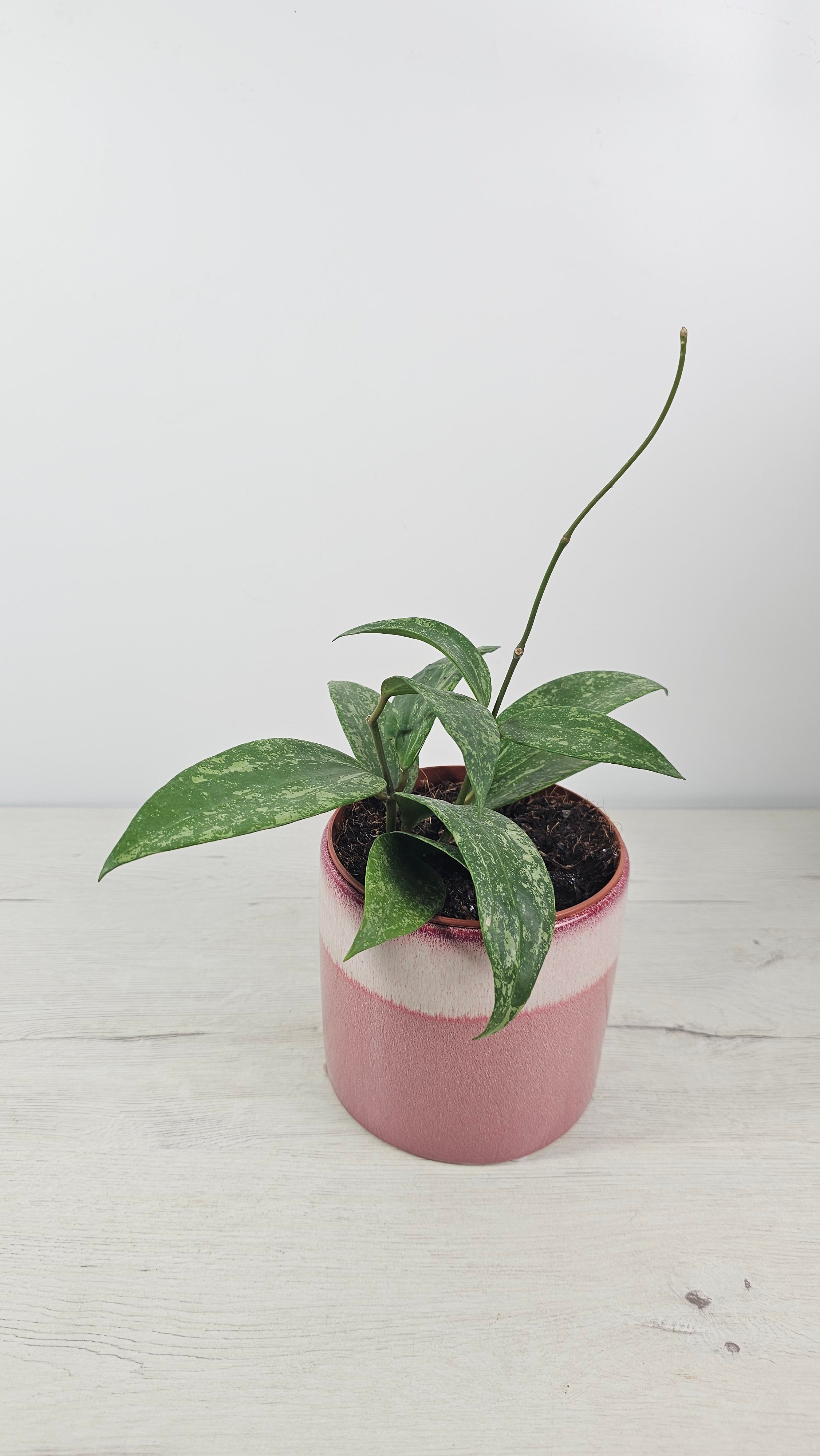 Hoya pubicalyx ‘Silver Spot’ con hojas verdes moteadas con manchas plateadas.