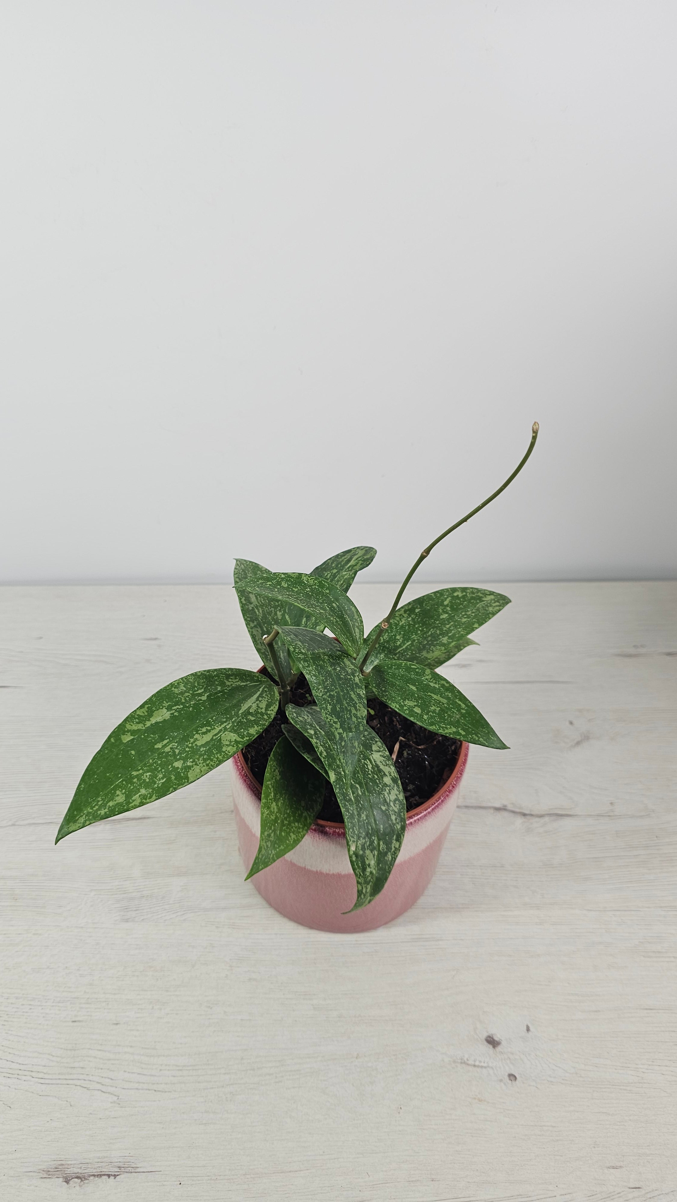 Hoya pubicalyx Silver Spot en maceta colgante, ideal para interior luminoso.