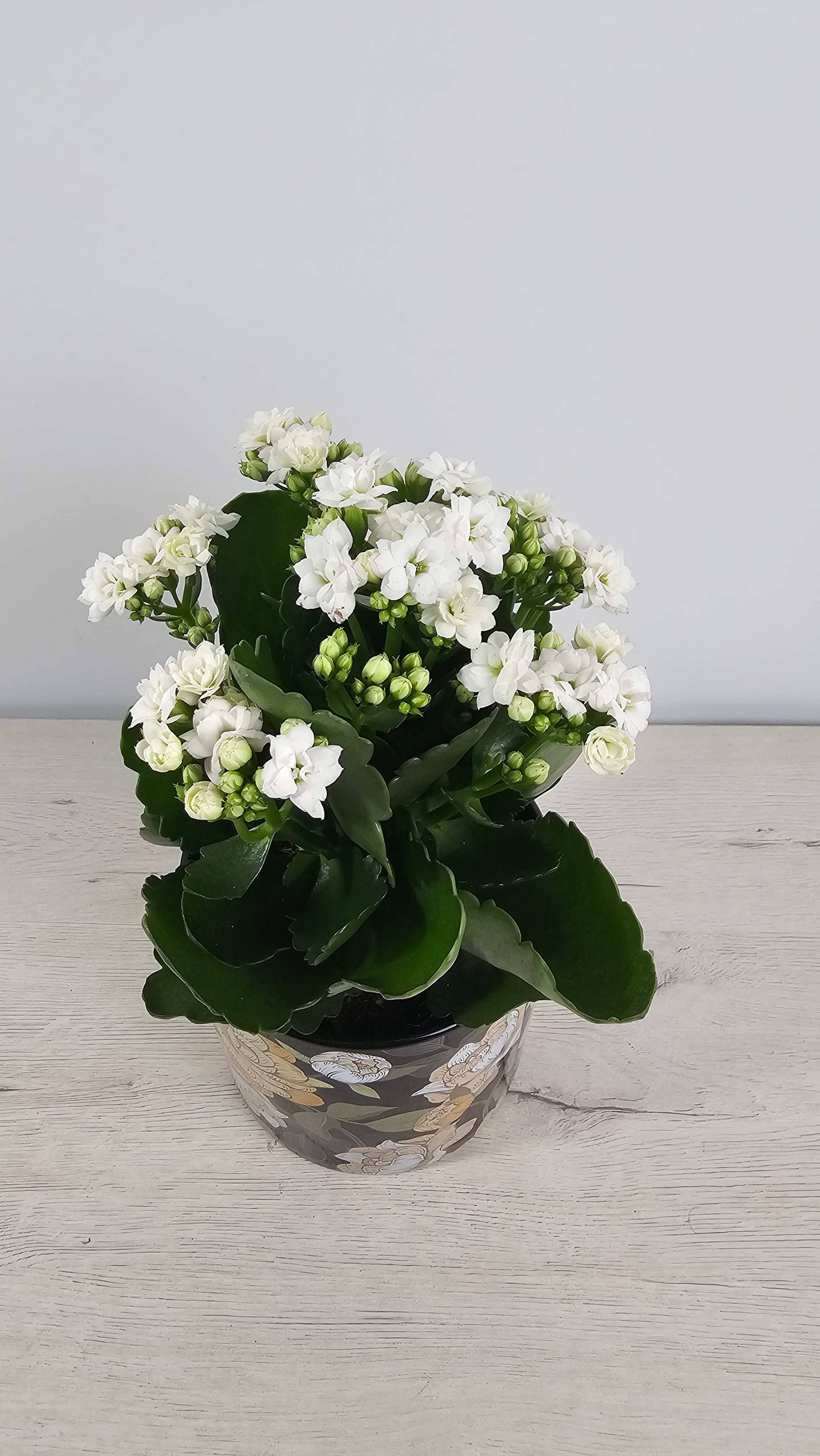 Calanchoe blanco comprar