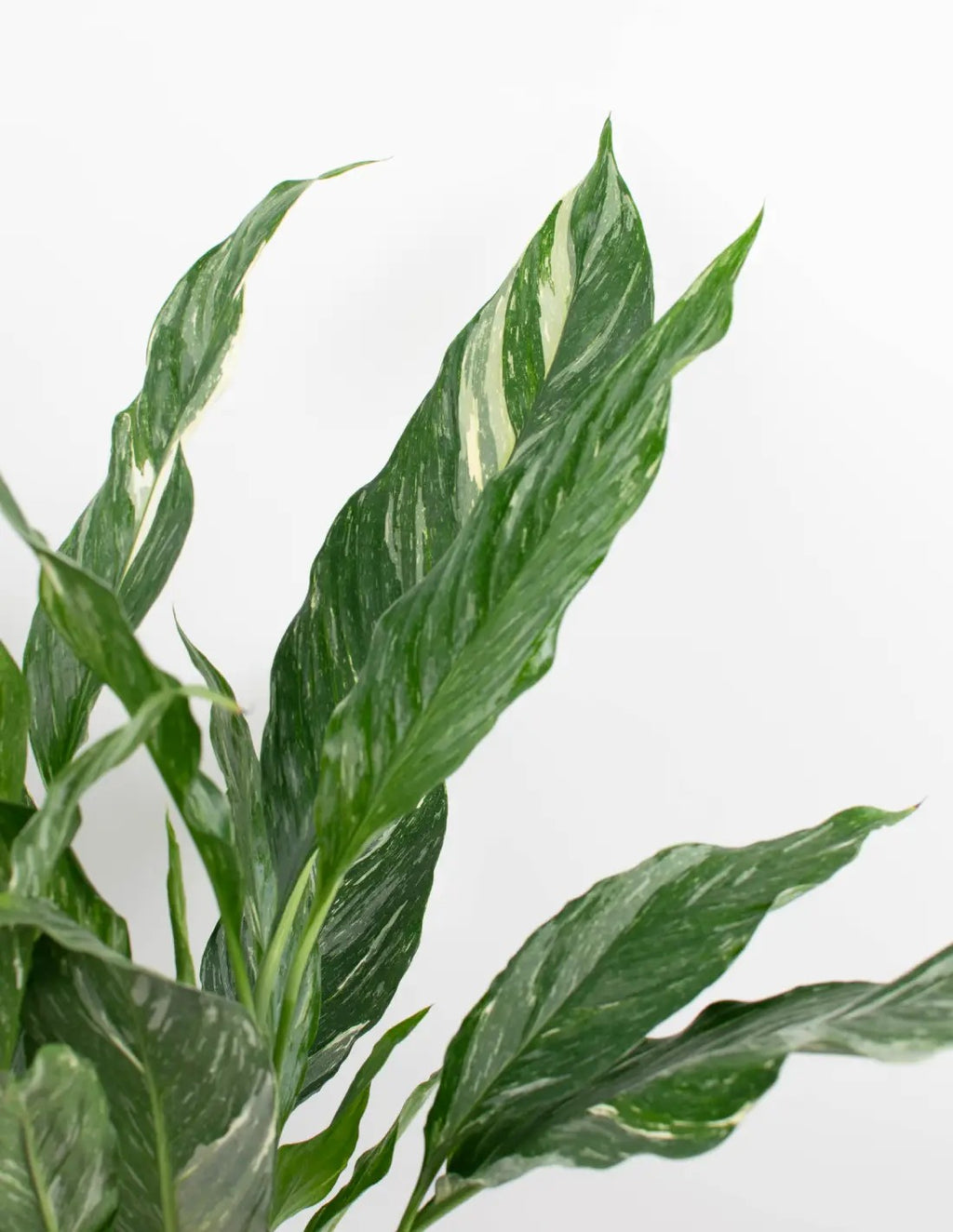 SPATHIPHYLLUM DIAMOND - PURIFICA Y DECORA