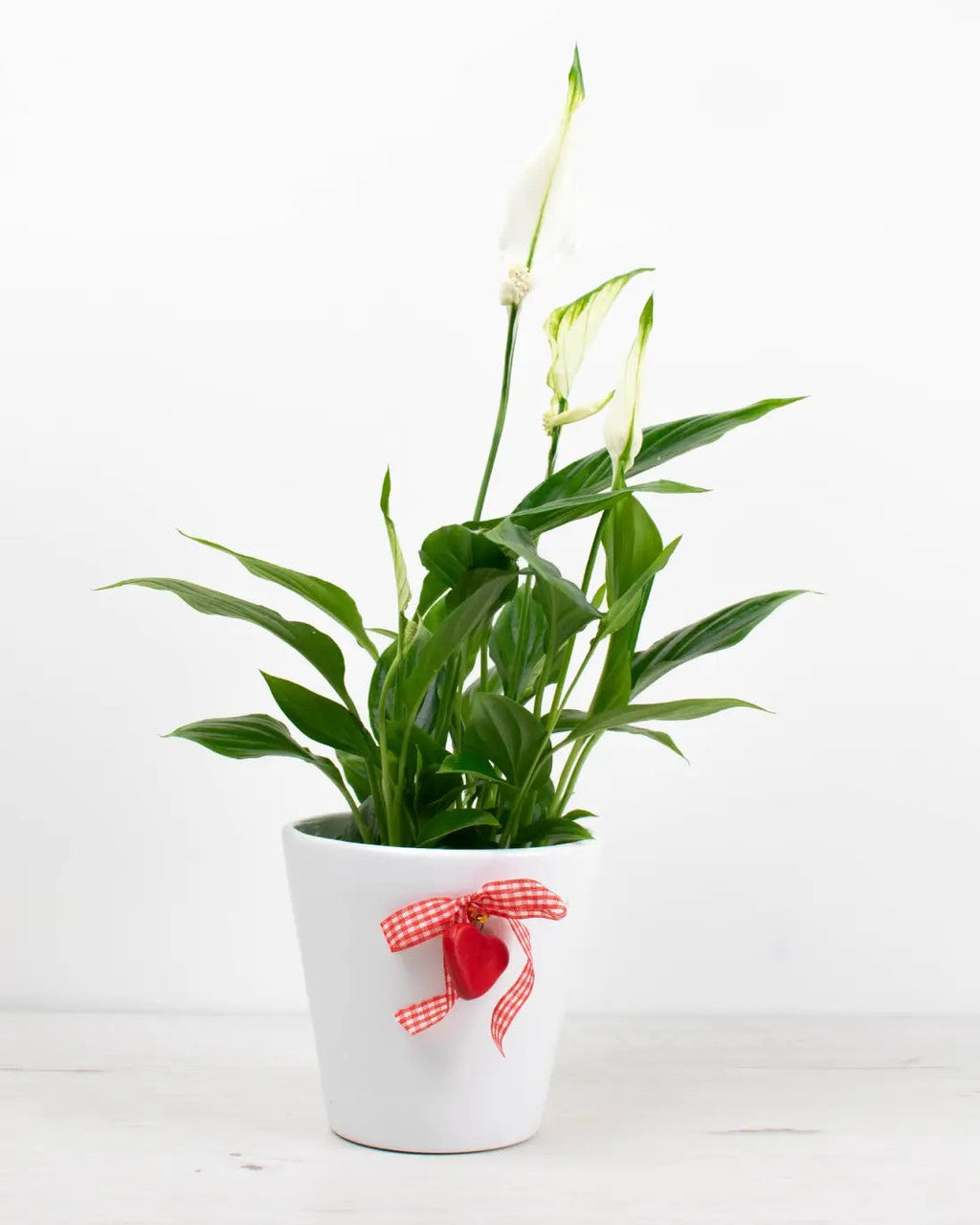 Spathiphyllum - Lirio de la paz