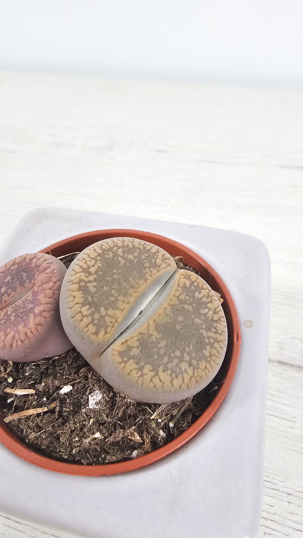 Detalle de los patrones y colores en la parte superior de un lithops.