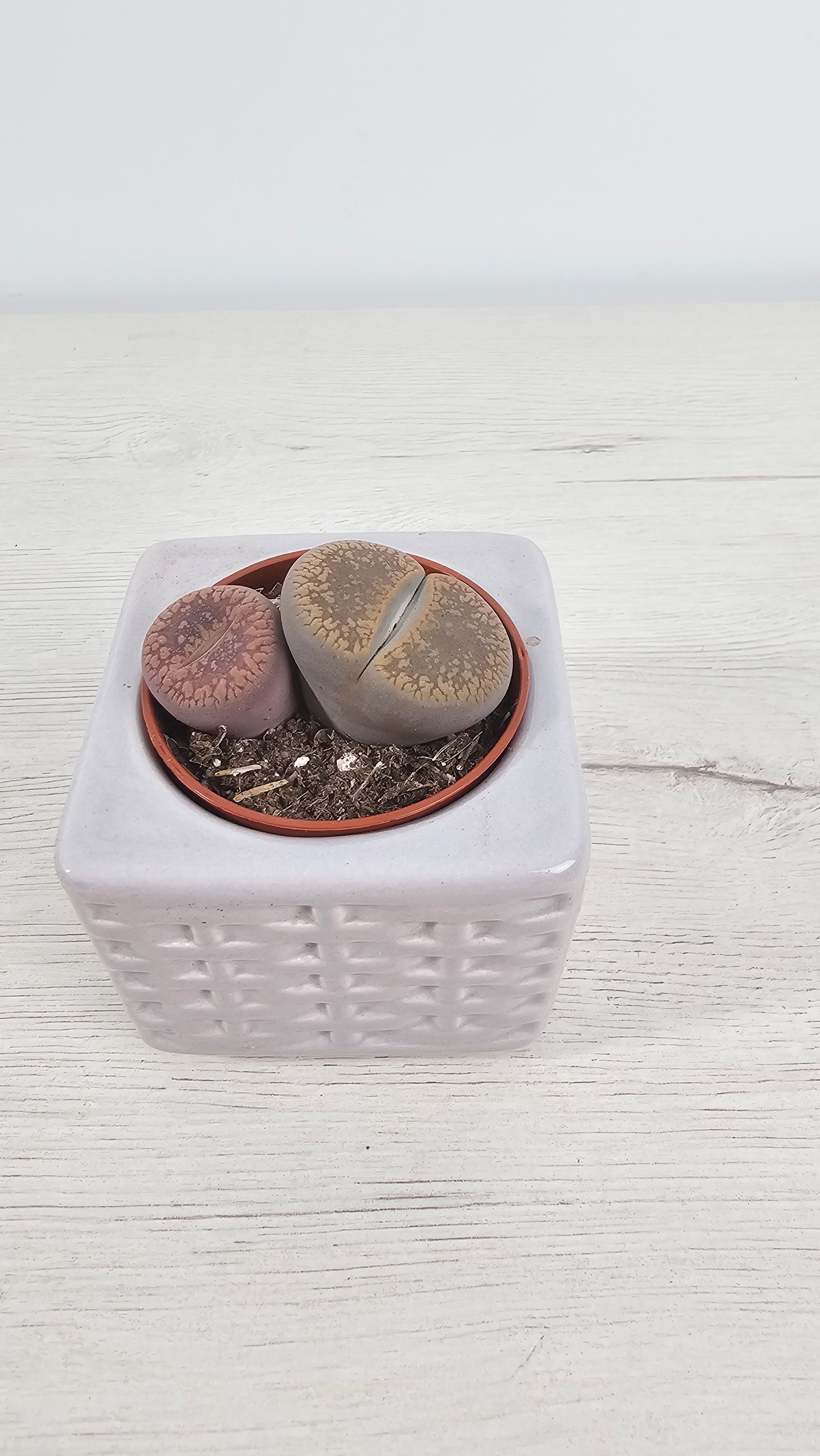 Lithops en maceta con sustrato muy drenante tipo cactus y suculentas.