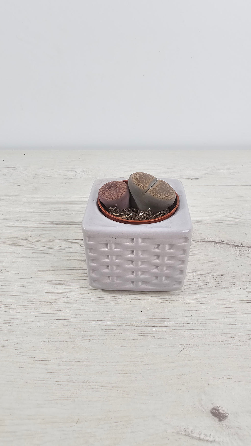 Lithops o piedras vivas, suculenta con aspecto de pequeñas piedras.