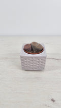 Lithops o piedras vivas, suculenta con aspecto de pequeñas piedras.
