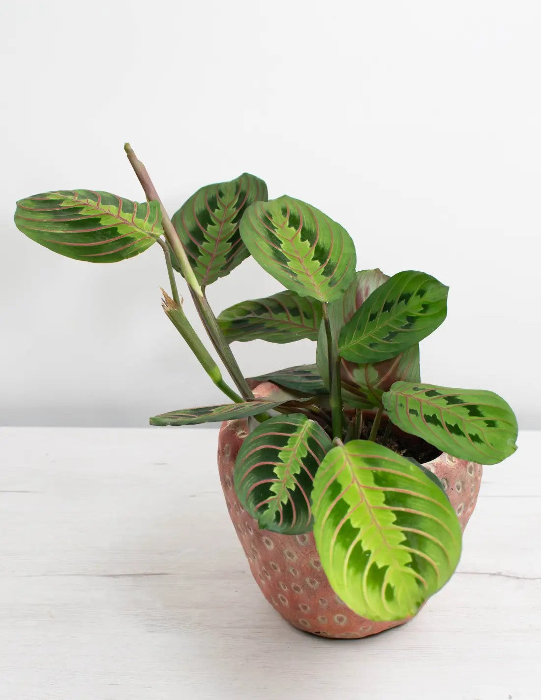 maranta-fascinator-humedad-luz-indirecta-el-secreto-de-las-plantas