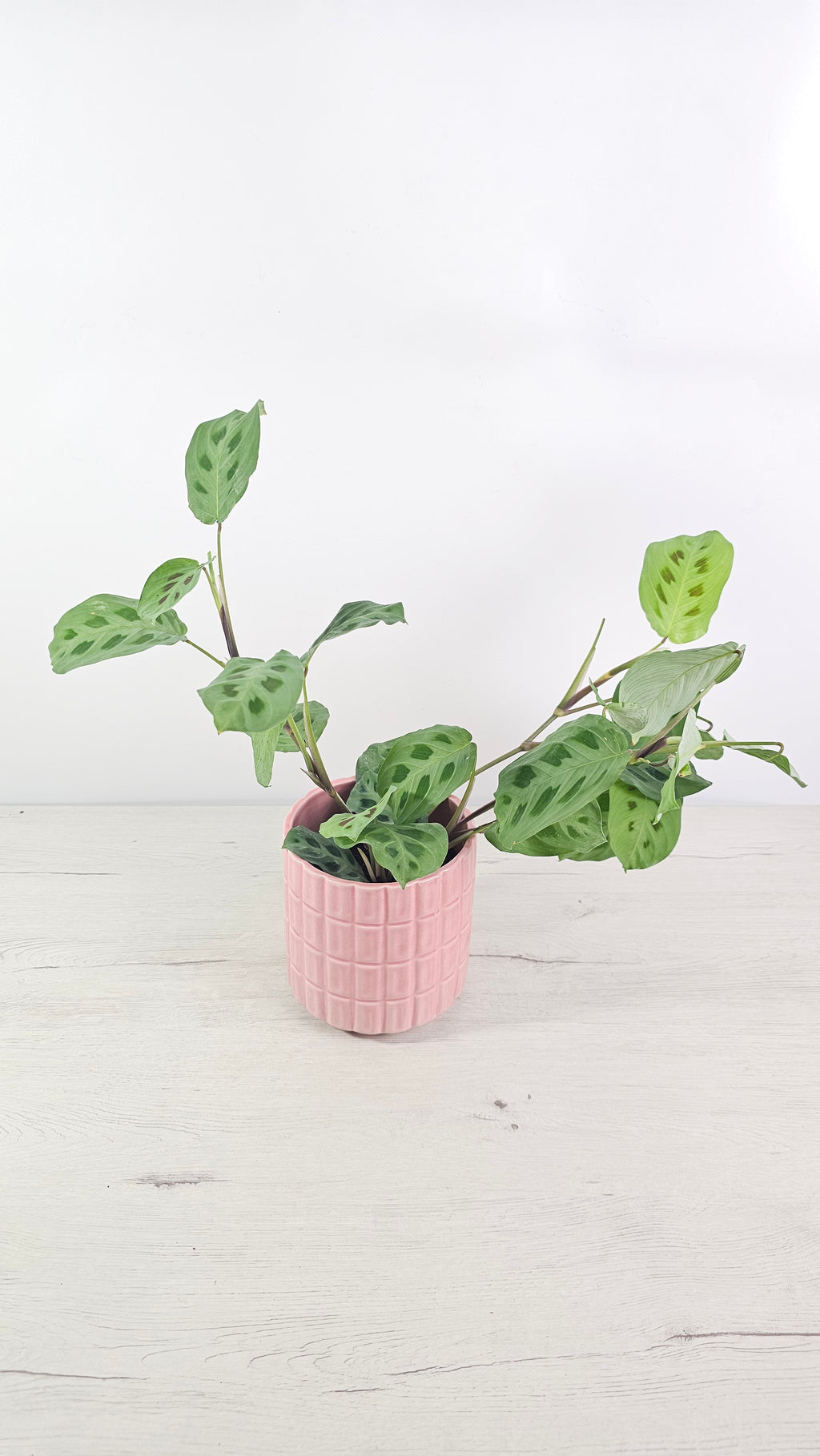 Maranta leuconeura ‘Kerchoveana’ con hojas verdes y manchas decorativas.  