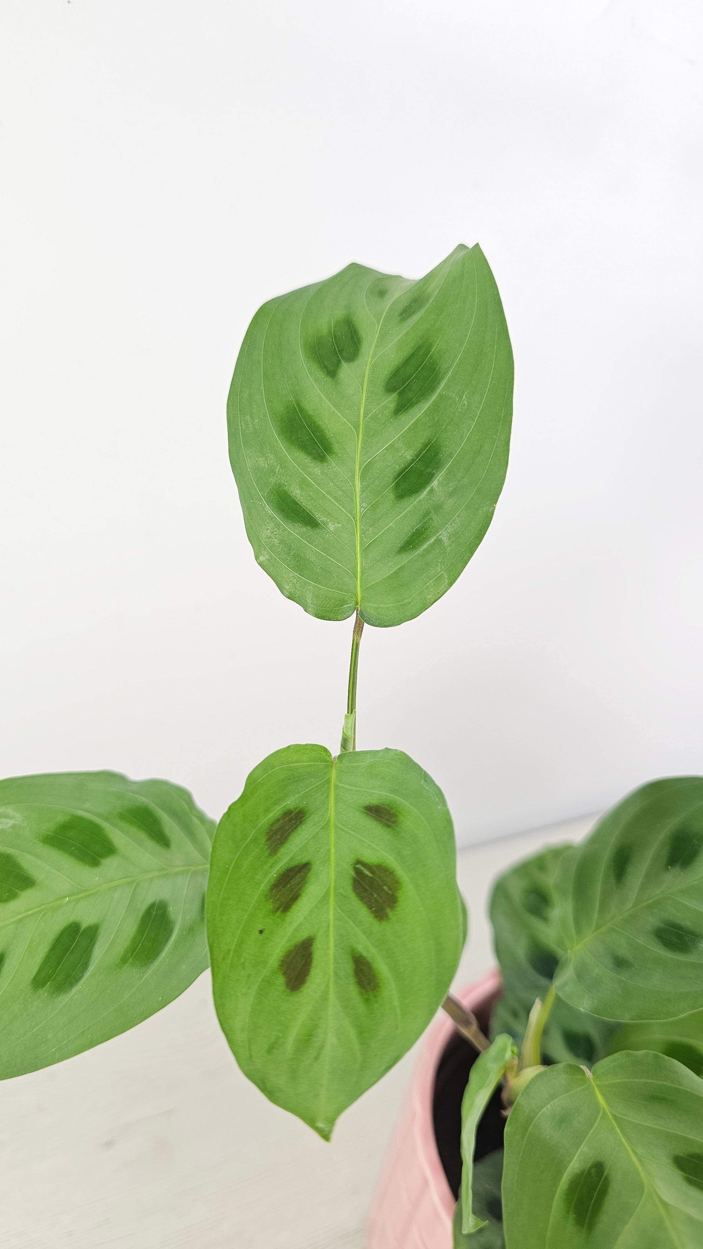 Maranta kerchoveana en maceta decorativa sobre una estantería. 