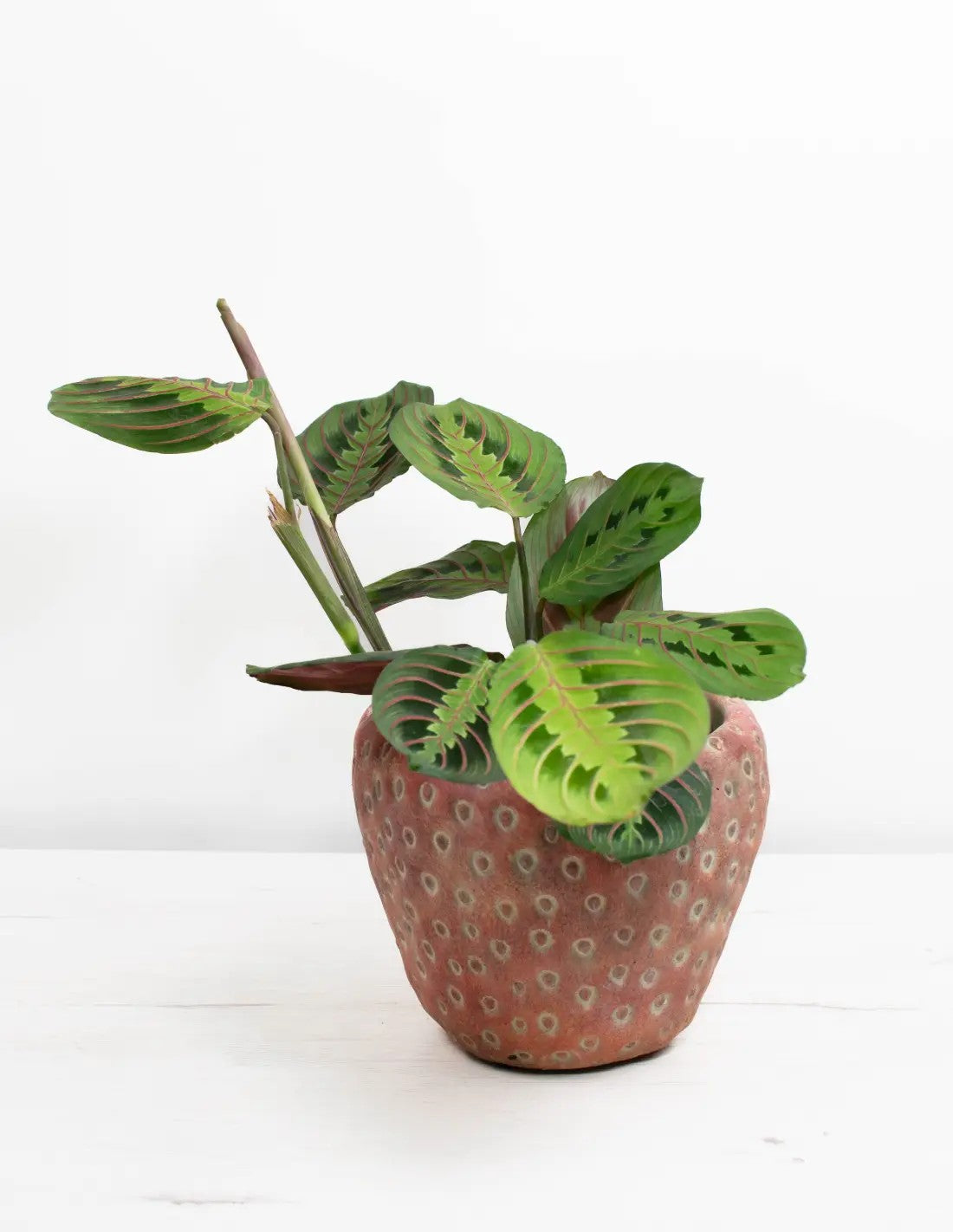 maranta-leuconeura-fascinator-planta-interior-belleza-tropical