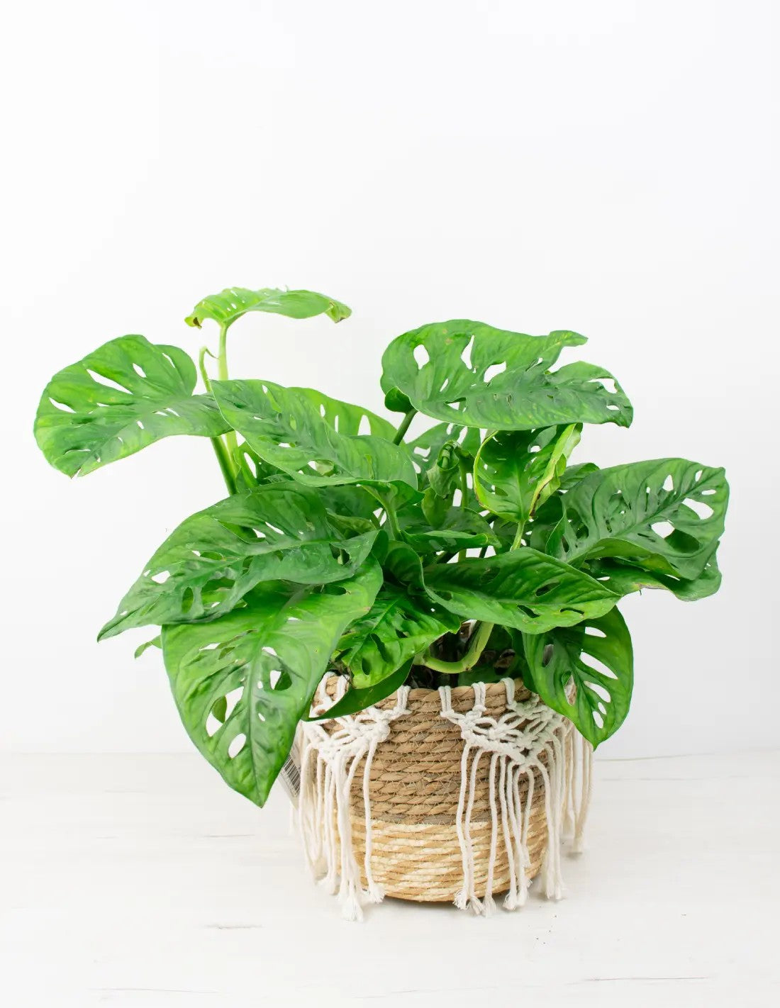 Monstera adansonii colgante decorando un salón con luz indirecta