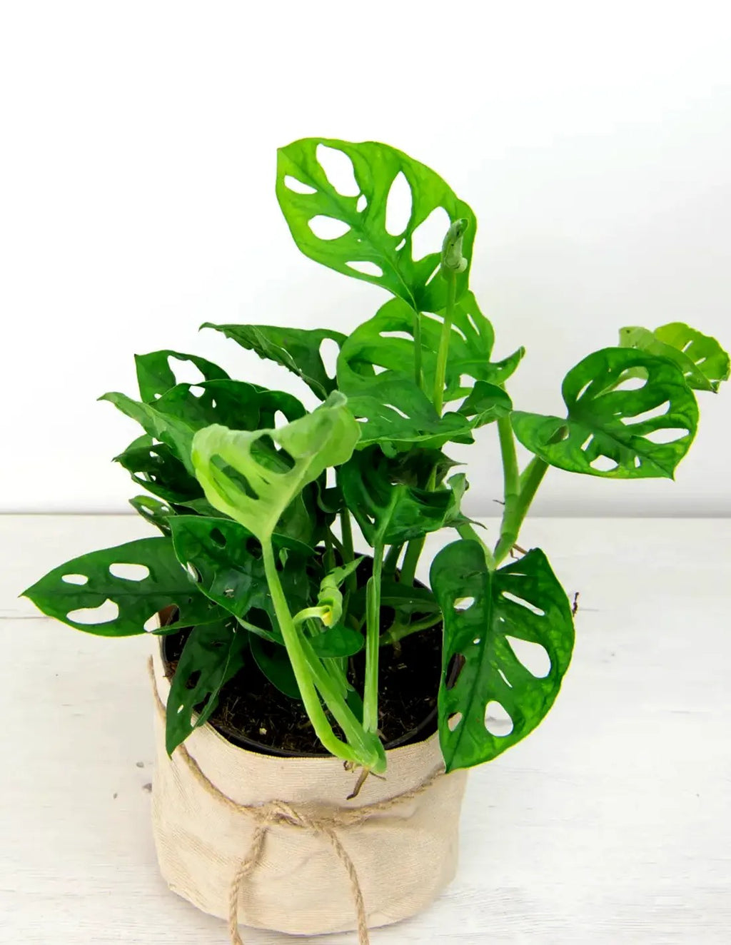 Monstera adansonii entutorada con tutor de musgo en interior luminoso