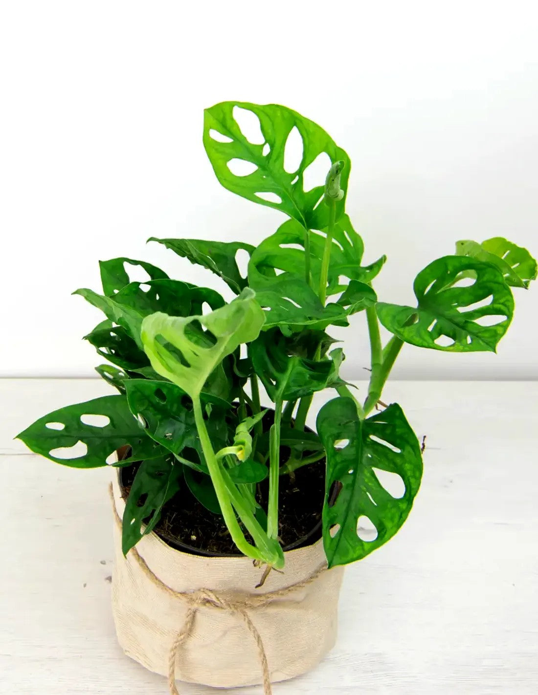 Monstera adansonii entutorada con tutor de musgo en interior luminoso