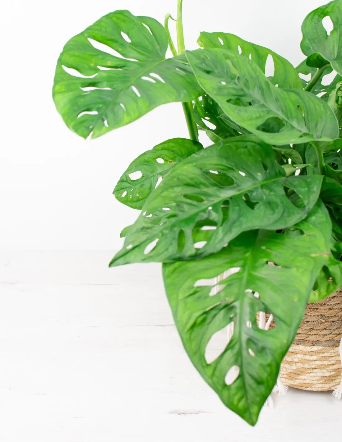 Monstera adansonii en interior con guía visual de cuidados (luz, riego y humedad)