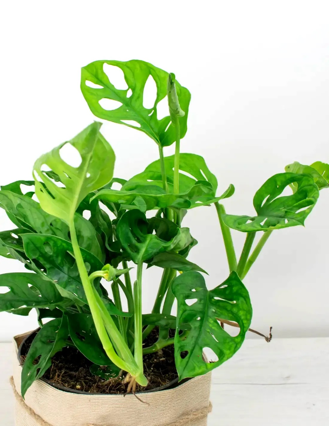 Detalle de hoja de Monstera adansonii tipo monkey mask con perforaciones