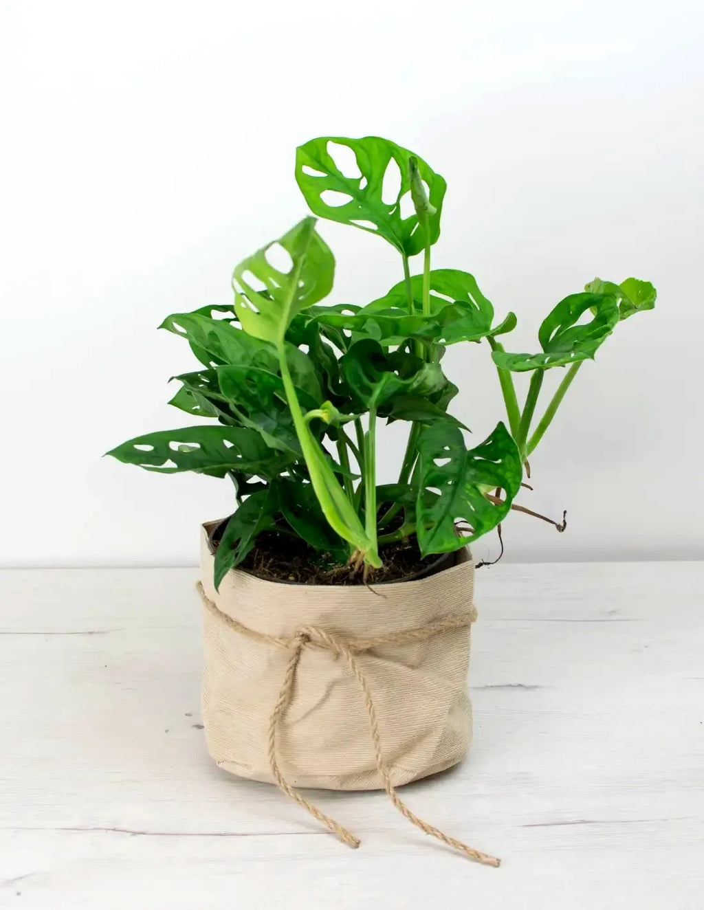 Monstera adansonii en maceta con hojas verdes perforadas