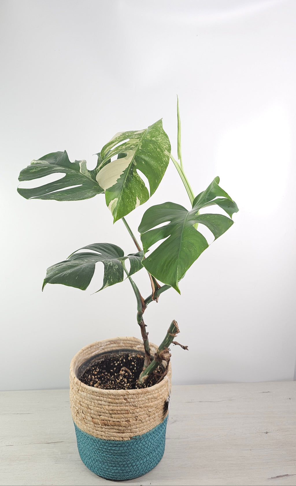 monstera-deliciosa-variegata-hojas-únicas