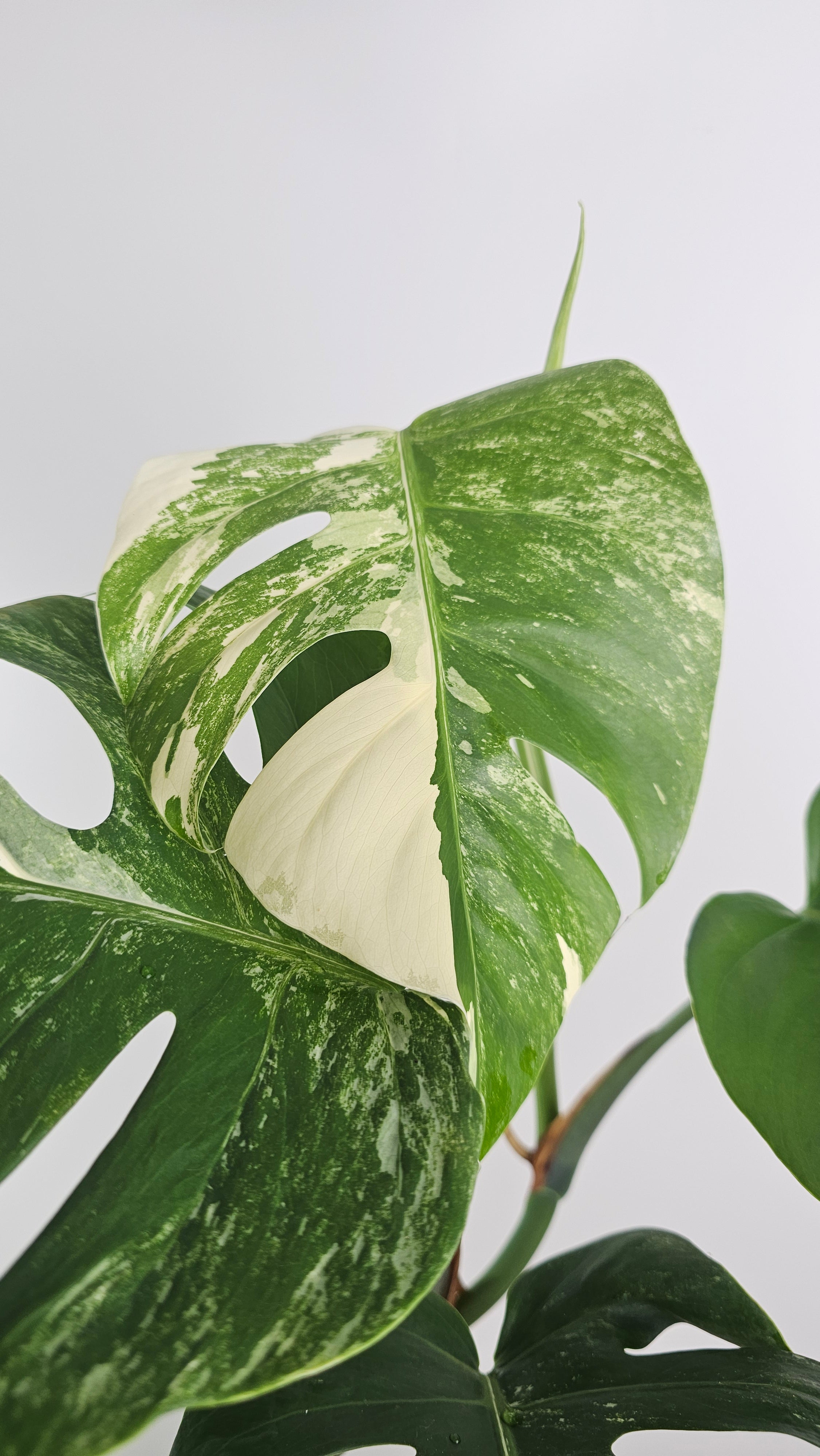 monstera-deliciosa-variegata-planta-interior
